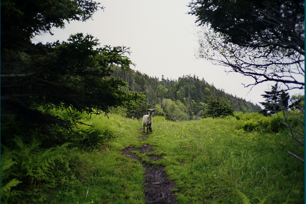 Green Gardens, 2004